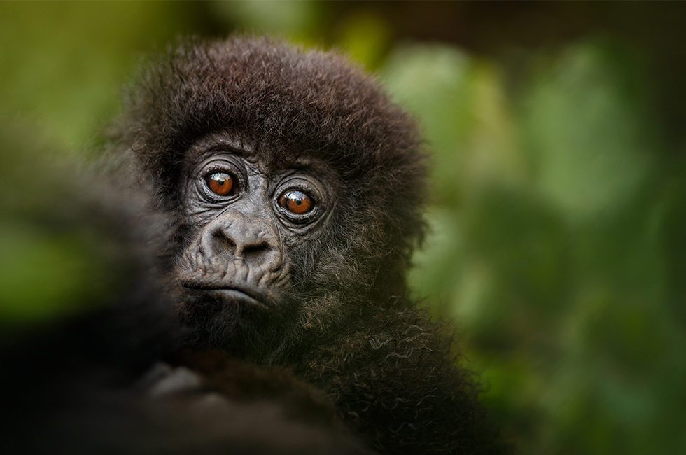 Beringei Baby Mountain Gorilla. Credit: photocech, Adobe Stock