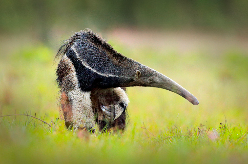 Giant anteater, a threatened species in Cerrado, Brazil. Credit: Ondřej Prosický, Adobe Stock