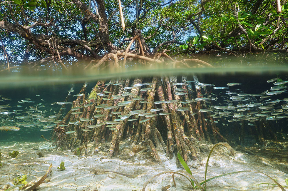 Mangrove roots, Caribbean. Credit: damedias, Adobe Stock