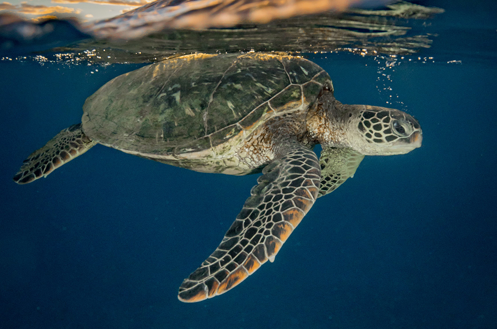 Turtle. Credit: Drew, Adobe Stock