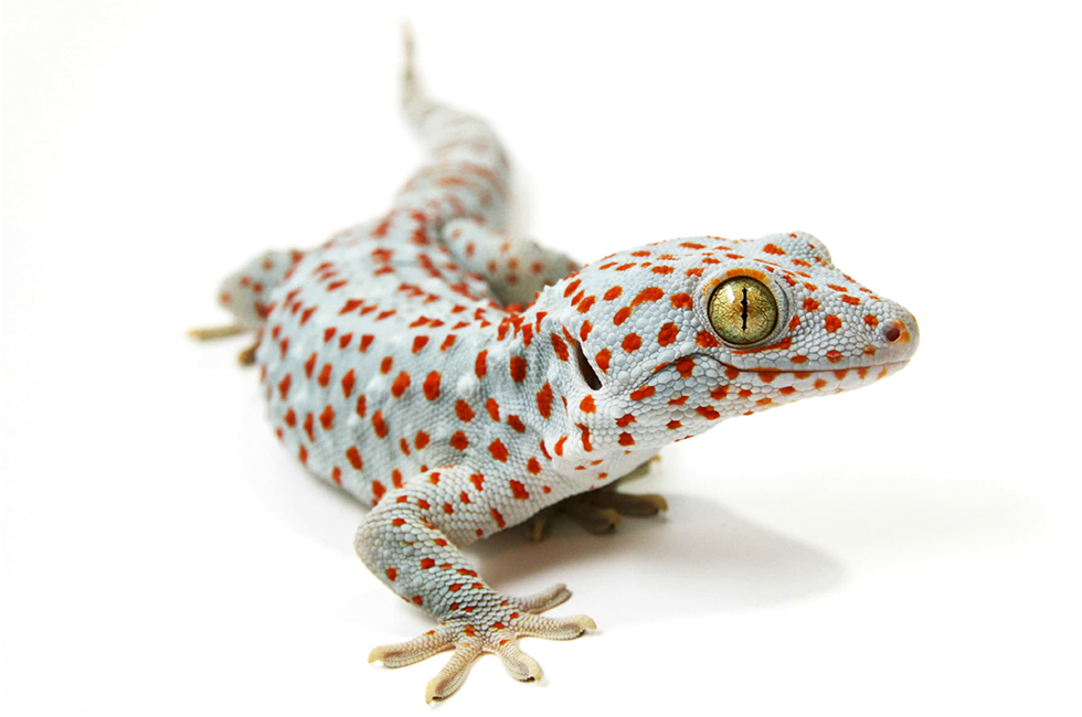 Tokay Gecko. Credit: naturesauraphoto, Adobe Stock